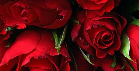 Desktop Wallpaper Rose Fresh Red Flowers Hd Image Picture