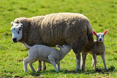 Sheep And Goats Breeding Season Considerations Nc Cooperative Extension