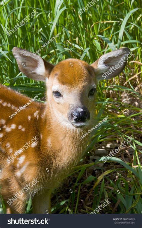 Whitetail Deer Fawn Alert Standing Stock Photo Edit Now 100560373