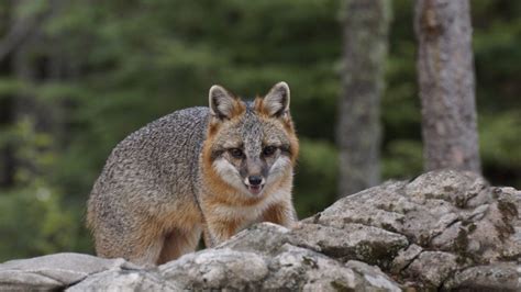 Fabulous Photos To Help You Identify Canadian Foxes Canadian Geographic