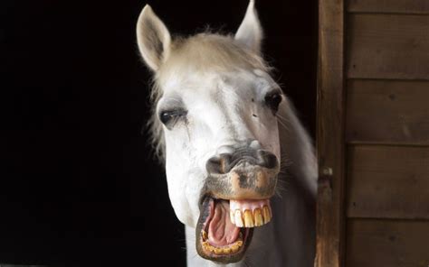 Funny Horse Wallpapers Top Free Funny Horse Backgrounds Wallpaperaccess