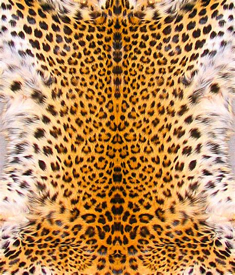 Leopard Print Pictures Images And Stock Photos Istock