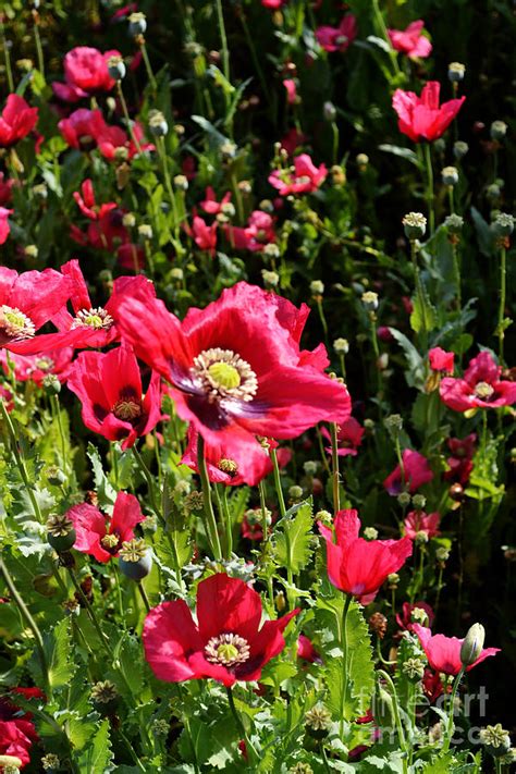 Field Of Red Poppy Flowers Photograph By Eva Thomas Fine Art America