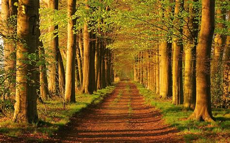Landscapes Nature Trees Roads Parks Peaceful 1920x1200 Wallpaper High