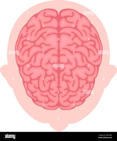 Vector Illustration Of Human Brain View From Above Stock Vector Image