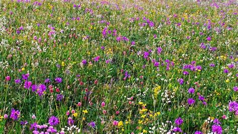 Top Perennial Plants For Wildflower Meadows
