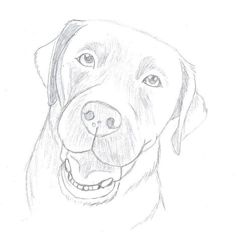 How To Draw A Dog Labrador Tokhow