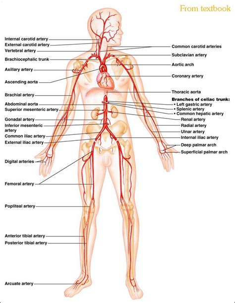 Dnwalcker Com Laboratory Four Abdominal Aorta Arteries Human My Xxx