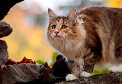 A Norwegian Forest Cat Female Sitting Outdoors Stock Image Image Of