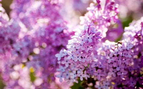 Lilac Flower Purple Photo 34733603 Fanpop
