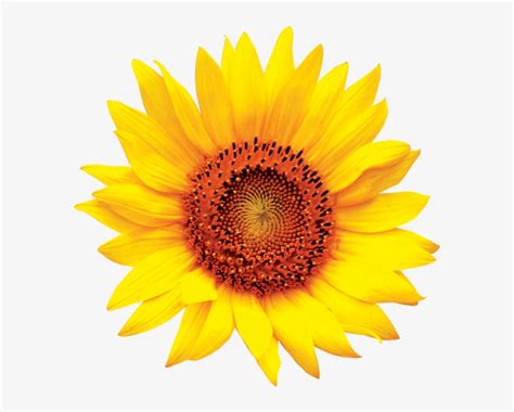 Download Colourful Sunflower Logo Sun Flower Png Hd Transparent Png