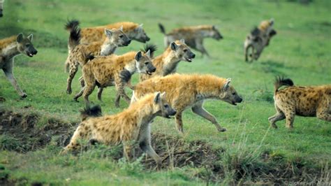 Hyenas Live In Big Packs And Are Very Social Credit Blickwinkel