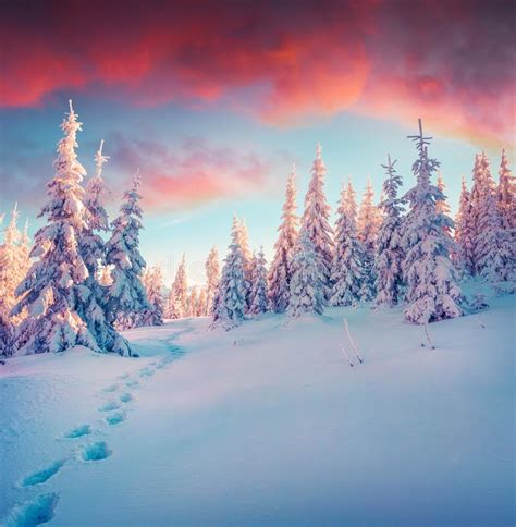 Colorful Winter Wonderland Stock Images Download 4255