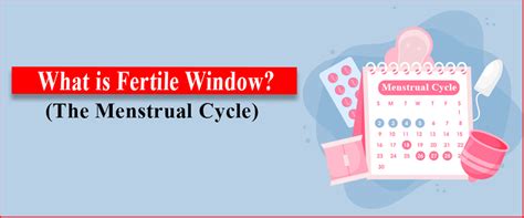 What Is Fertile Window And Right Time For Sex Imprimis Ivf