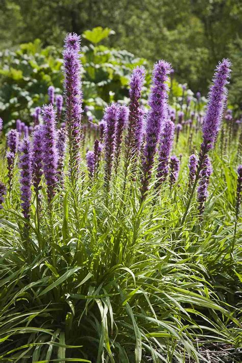 What is the difference between perennial and annual flowers? Long Blooming Perennial Flowers