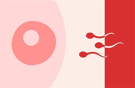 Can You Get Pregnant If You Have Sex During Your Period Natural Cycles