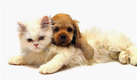 With cassidy gifford, wyatt nash, gwynyth walsh, jacky lai. Cute Dogs And Cats Sleep Together Photos | All HD Wallpapers