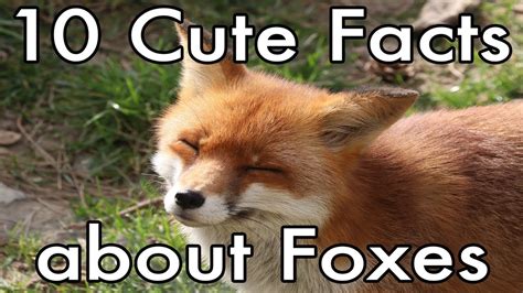 10 Cute Facts About Foxes Youtube