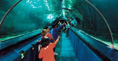 Kelly Tarltons Sea Life Aquarium In Auckland New Zealand Daisys
