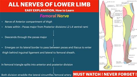 Lower Limb Nerves Anatomy Course Branches Femoral Nerveobturator