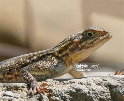 Red Headed Lizard Photos And Premium High Res Pictures Getty Images