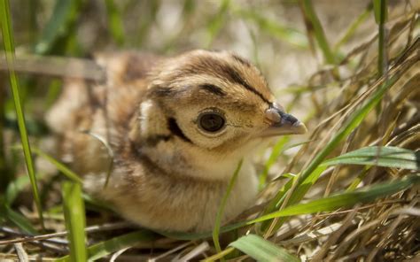 Baby Pheasant Phasianus Colchicus I Was Out Yesterday Tr Flickr