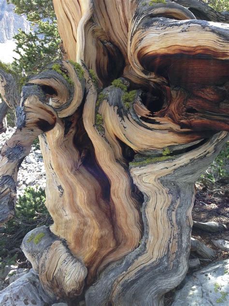 Bristlecone Pine Oldest Tree Species In The World
