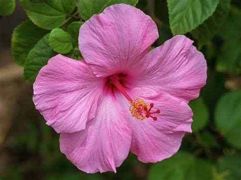 Pink Hibiscus Flower By Daniel Forster Photography Hibiscus Flowers