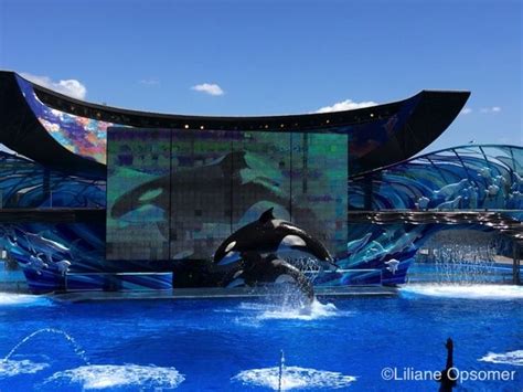 One Ocean Has As Many As Six Orcas At One Time In The Tank Fronting