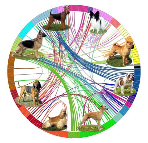 Find & download the most popular family tree vectors on freepik free for commercial use high quality images made for creative projects. Genetic analysis reveals origins of dog breeds | CBC News