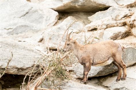 Mountain Goat Hooves Photo Free Download