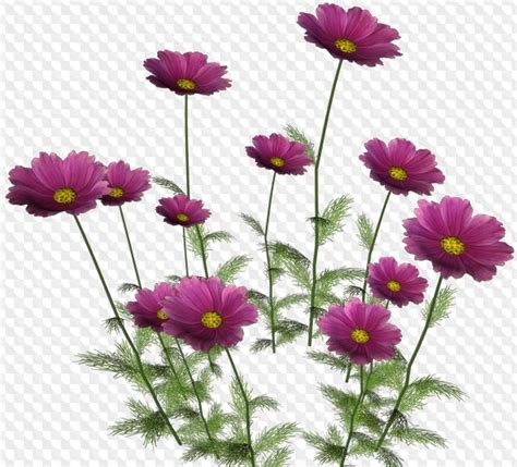 Flowers Psd Download Flowers Clipart Free Psd File 40 Items