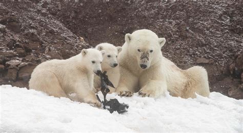 Polar Bears Captured Eating Plastic In Heartbreaking Images Media