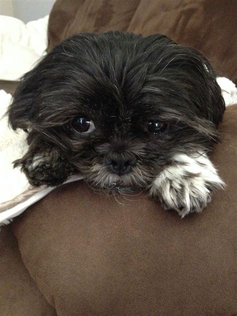 Incredible Black And White Shih Tzu Puppy Pictures Ideas Doeco