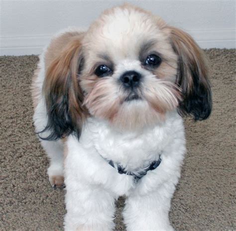 Top 10 Cutest Small Dog Breeds Top Inspired