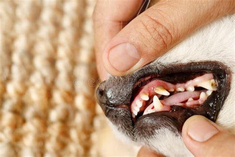 Dog`s Tooth Decay Is Sick With Tartar Stock Photo Image Of Medical
