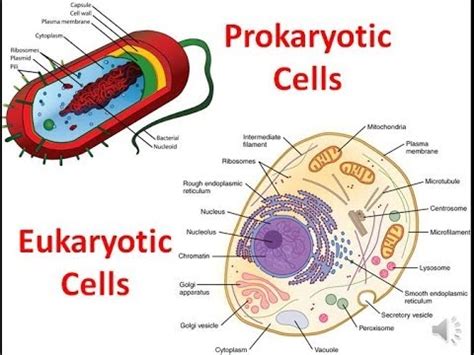 Maybe you would like to learn more about one of these? Prokaryotic Cell | Prokaryotic And Eukaryotic Cell Structure