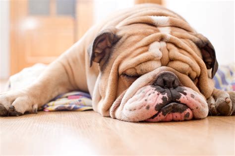 Because the english bulldog sheds generally lightly the rest of the. Top 10 Reasons to Love an English Bulldog | Suburban Bullies