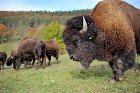 Amerikanische Bisons grasen auf Eichsfelder Hügeln | Land ...