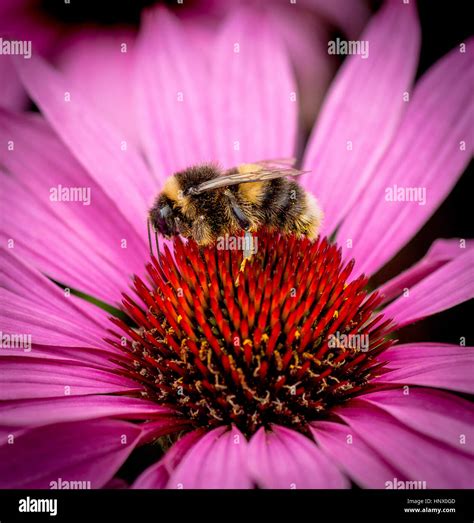 Bumble Bee Pollen High Resolution Stock Photography And Images Alamy