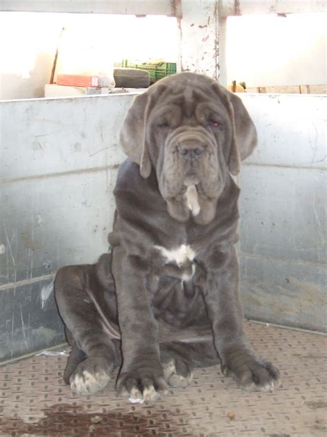 Neapolitan Mastiff