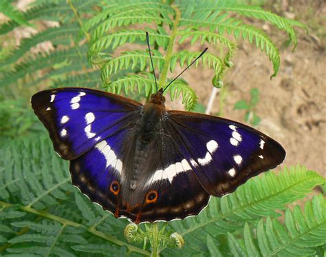We did not find results for: Purple Emperor Butterfly: Identification, Facts, & Pictures