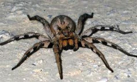The Worlds 14 Most Dangerous And Venomous Spiders You Should Avoid At