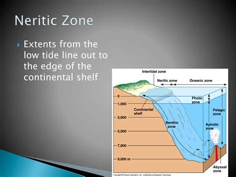 Ppt Ocean Zones Powerpoint Presentation Free Download Id1995394