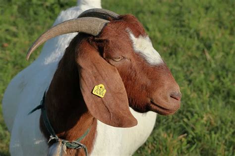 How To Start Goat Farming In South Africa Business Plan Breeds Cost
