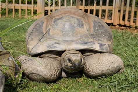 Aldabra Giant Tortoise Zoo Atlanta