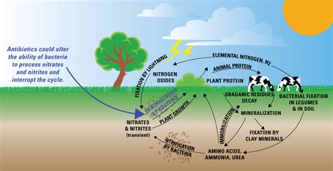 Diagram Of Nitrogen Cycle In Nature Nitrogen Cycle Nitrogen Cycle The