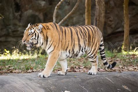 Bengal Tiger Walking In The Zoo Stock Image Colourbox