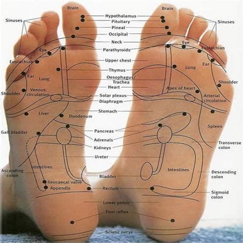 Sv Anudd Ideas Reflexology Chart Reflexology Foot Reflexology