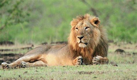 Gir National Park Only Wildlife Sanctuary To Spot Asiatic Lion In The